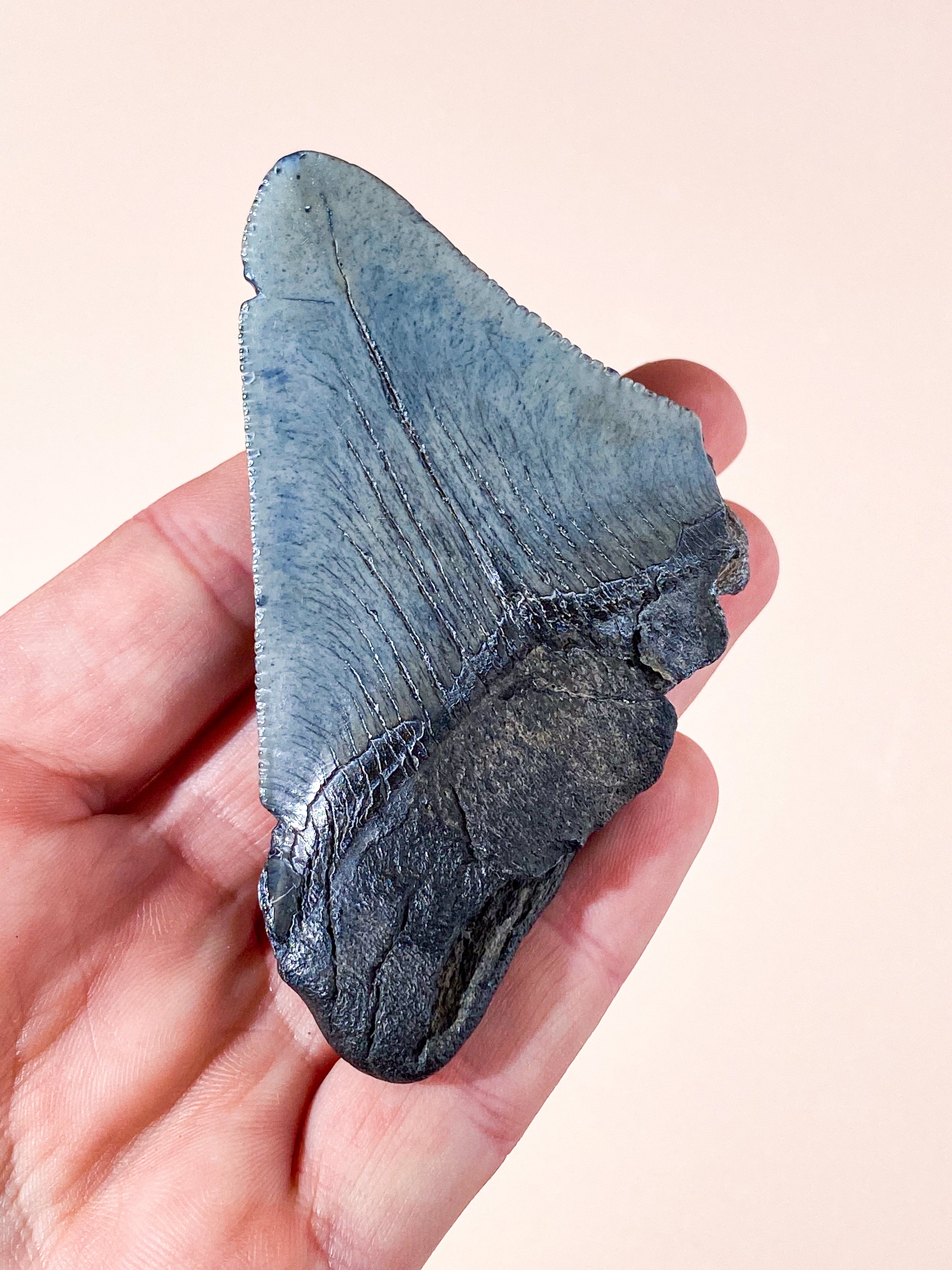 Megalodon Tand Fossil (Nr. 7)