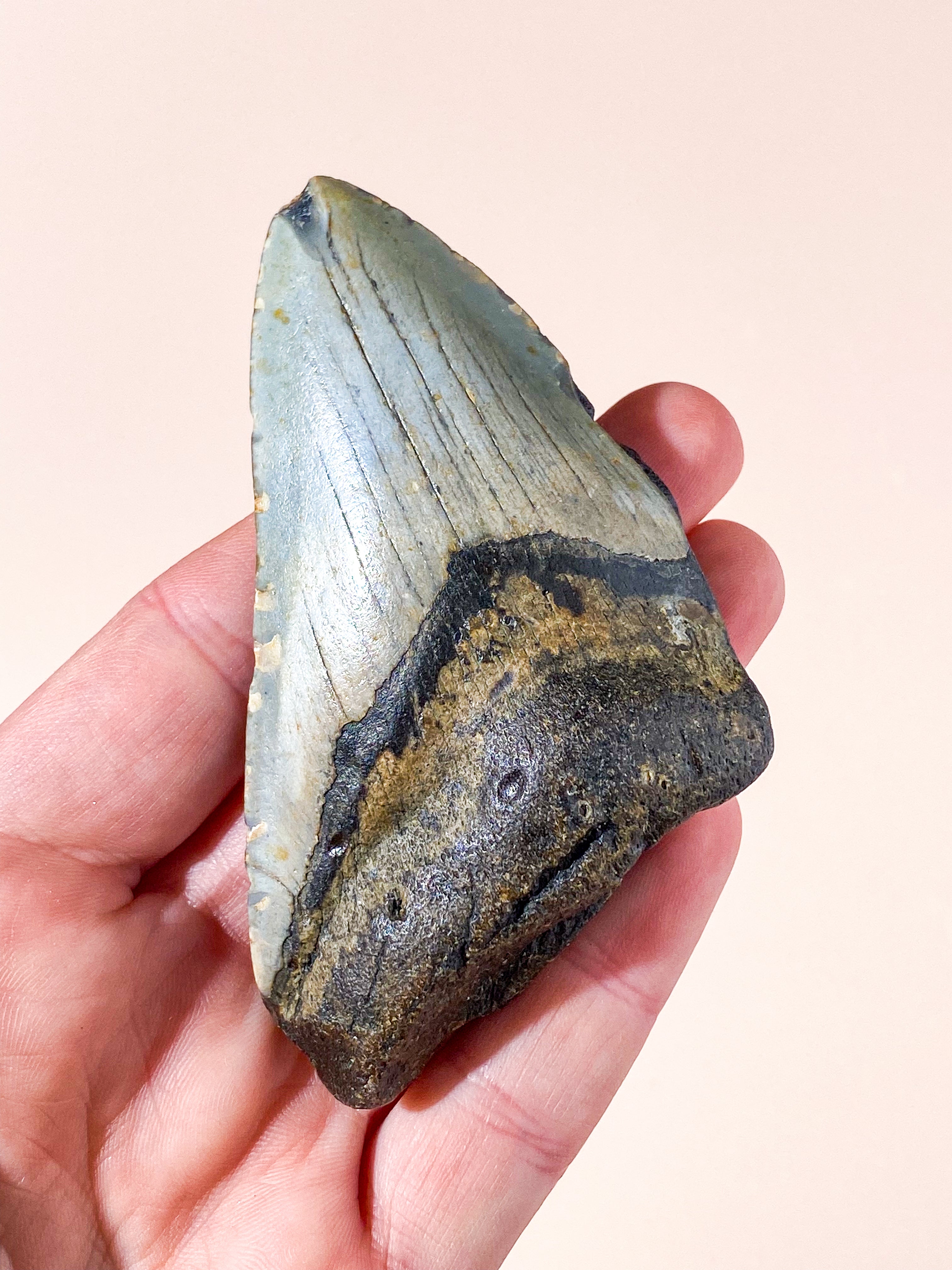 Megalodon Tand Fossil (Nr. 8)