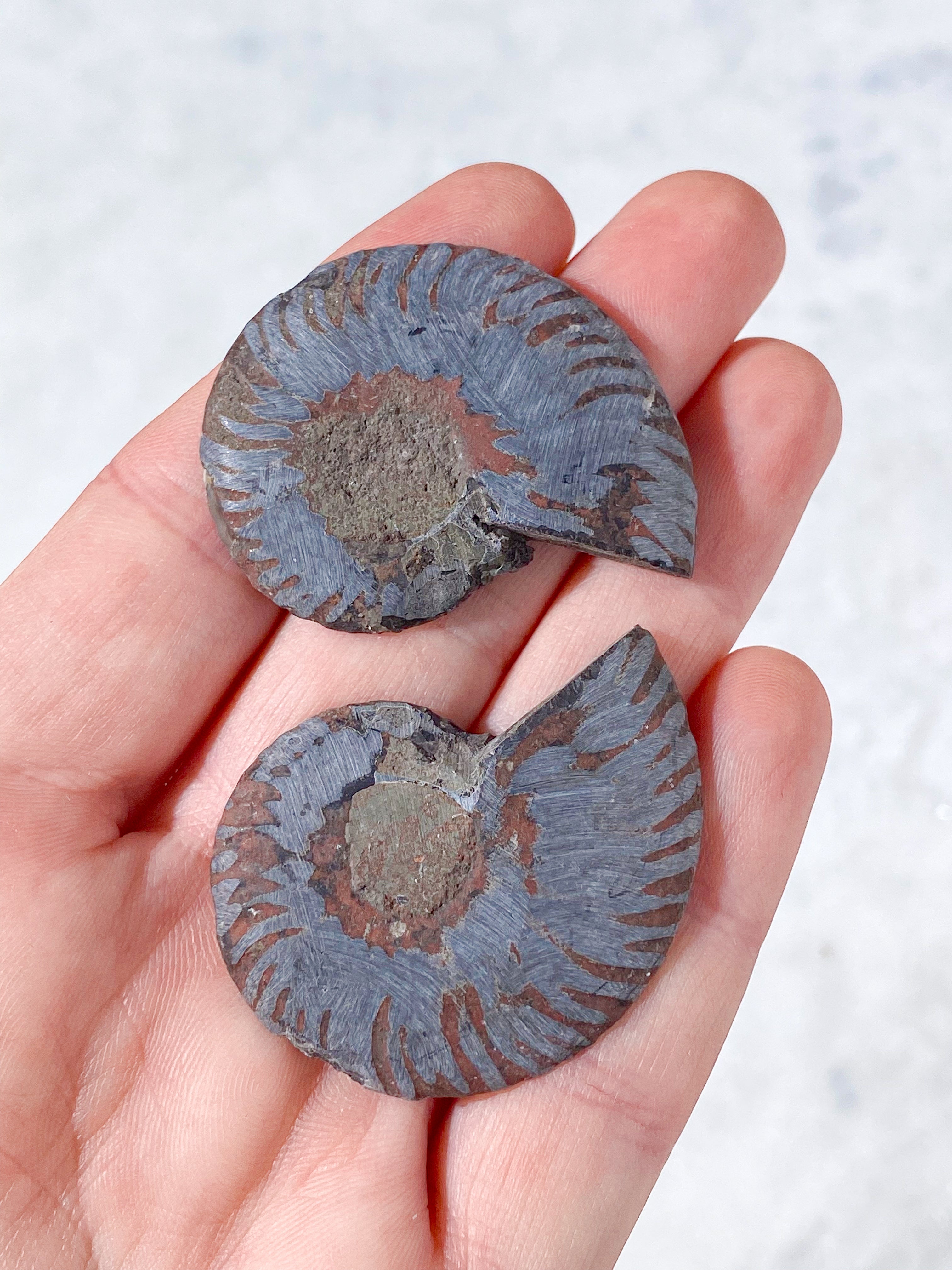 Sort Ammonit Fossil Par (Nr. 3)