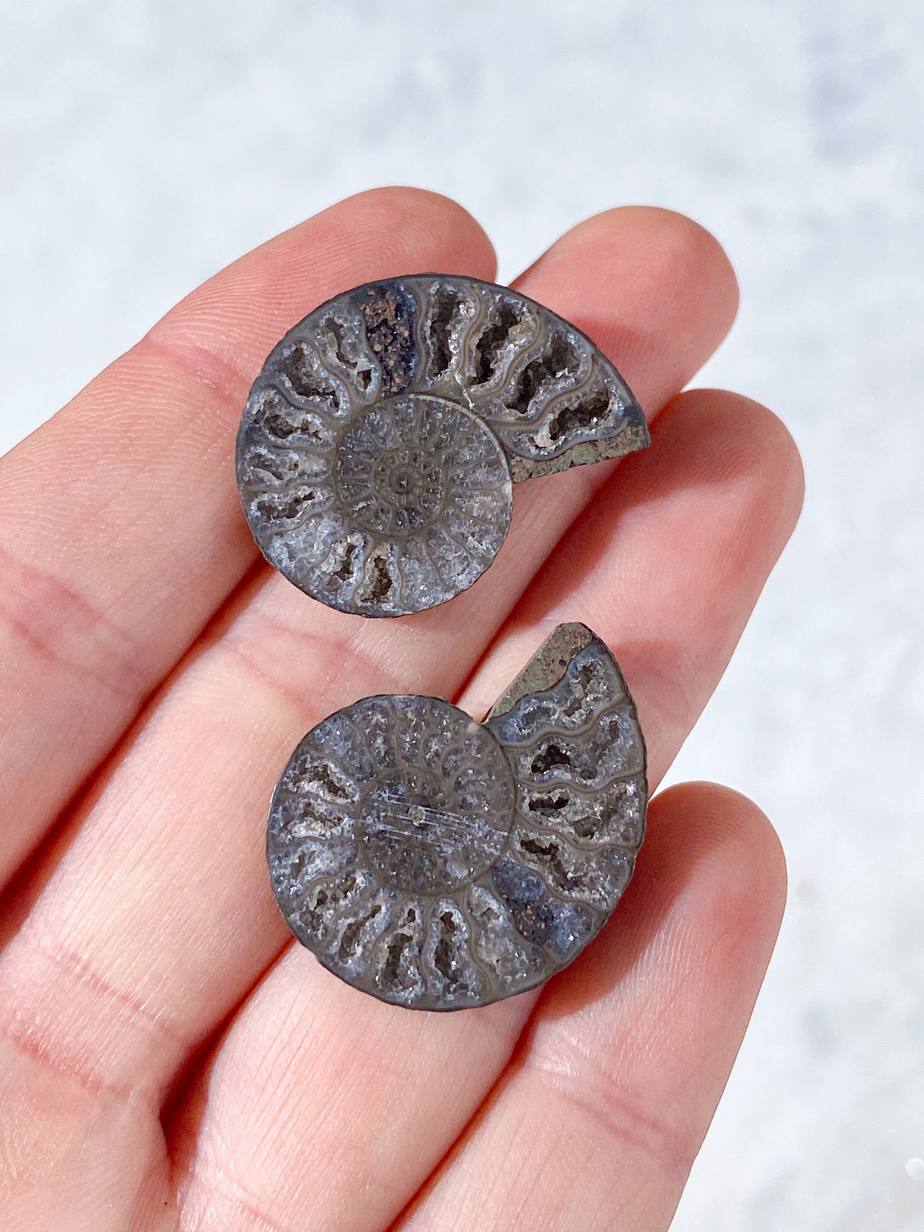 Sort Ammonit Fossil Par (Nr. 6)