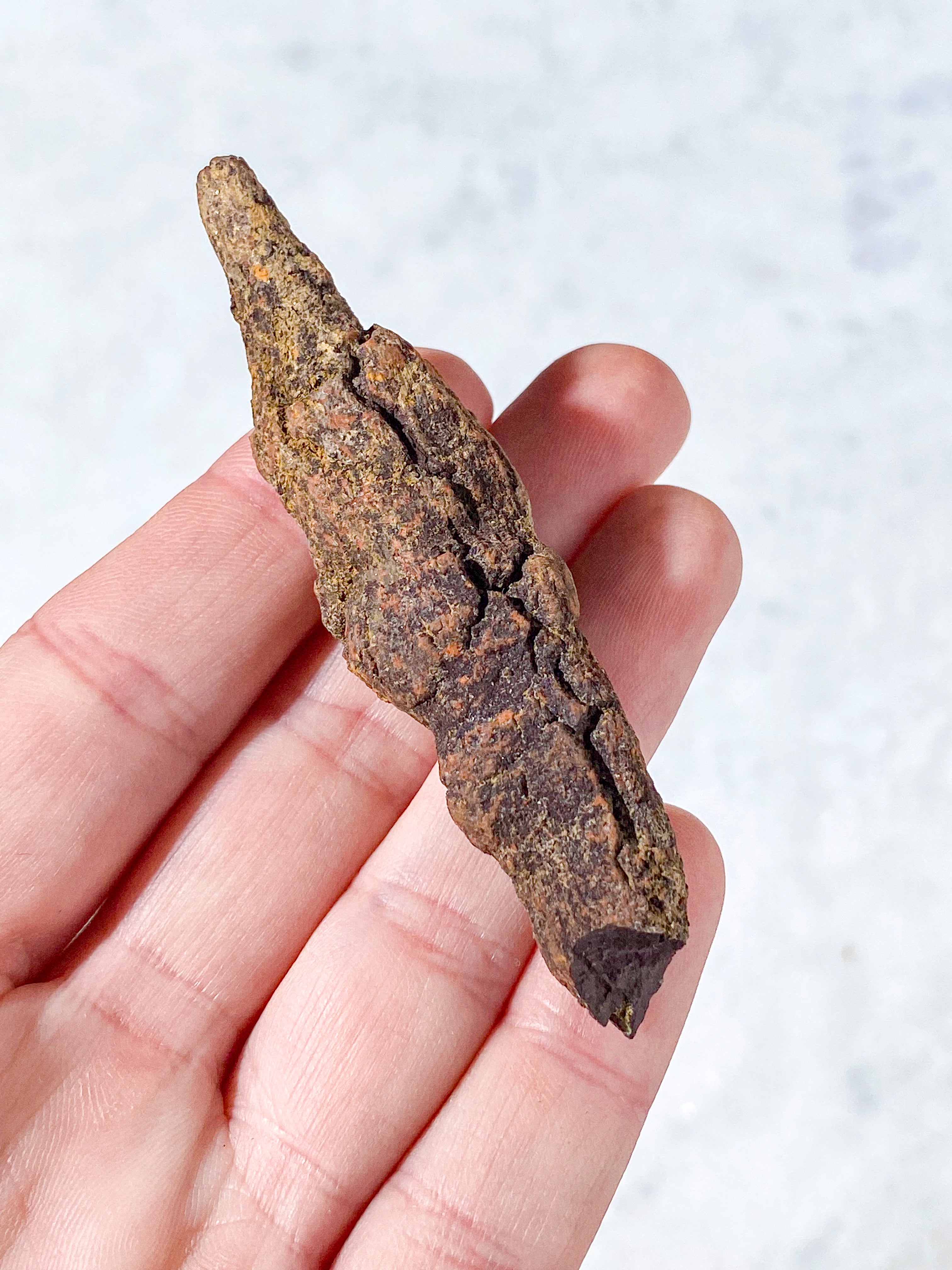 Koprolit Fossil (Nr. 1)