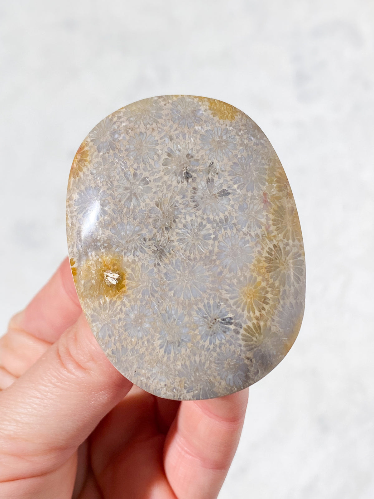 Korallrotsfossil Palmstone (Nr 2)