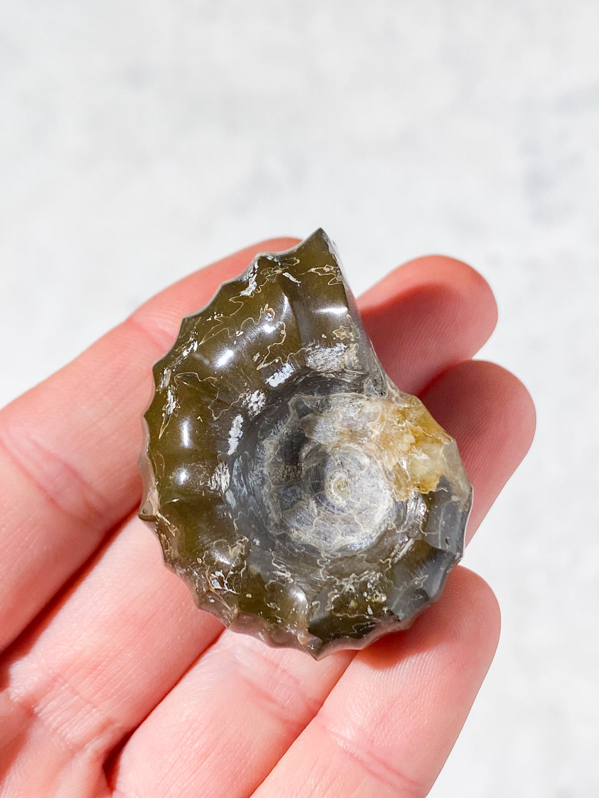 Douvilleiceras Ammonit Fossil (Nr. 1)