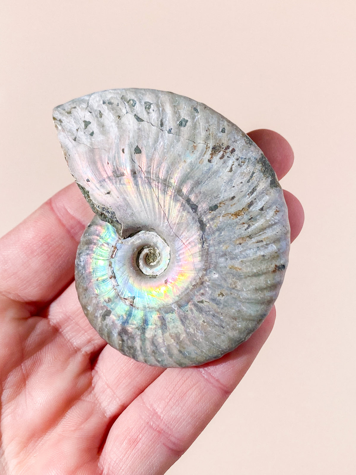 Regnbågsammonitfossil (Nr 3)