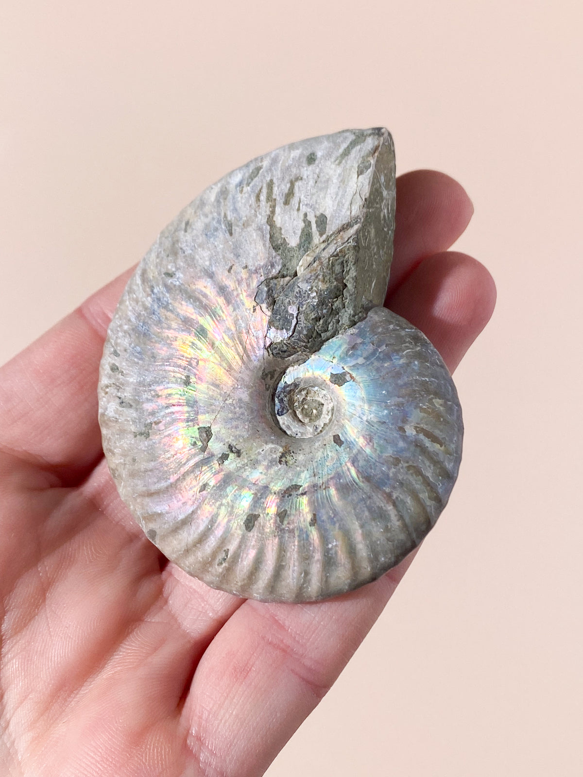 Regnbågsammonitfossil (Nr 3)