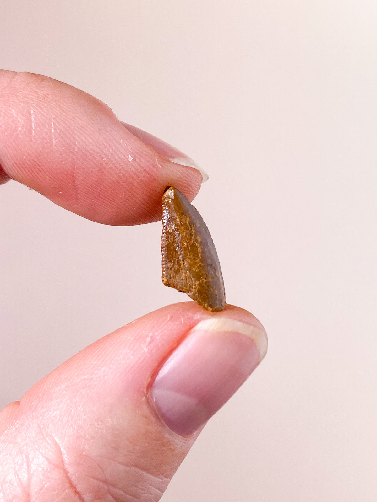 Raptor Tand Fossil (Nr. 2)