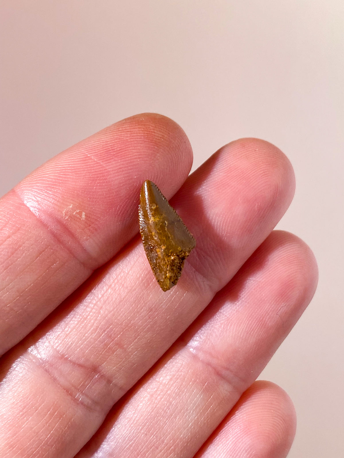 Raptor Tand Fossil (Nr. 2)
