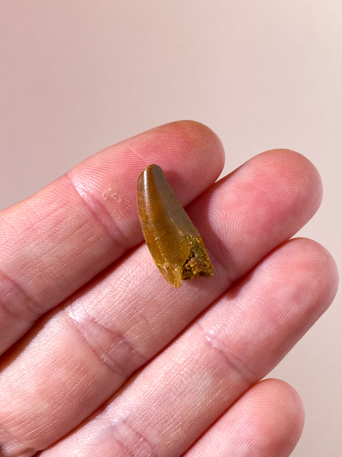 Raptor Tand Fossil (Nr. 4)