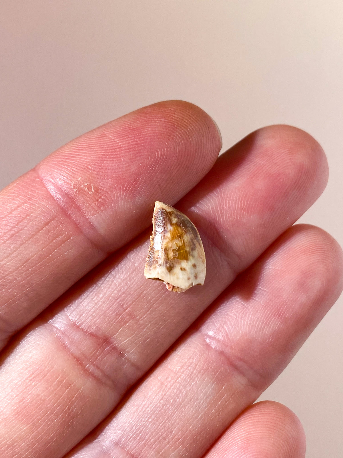 Raptor Tand Fossil (Nr. 11)