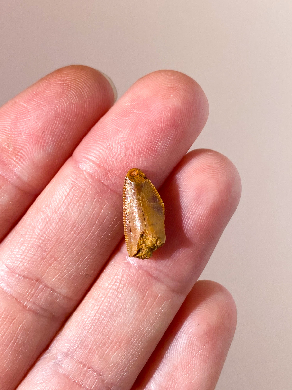 Raptor Tand Fossil (Nr. 12)