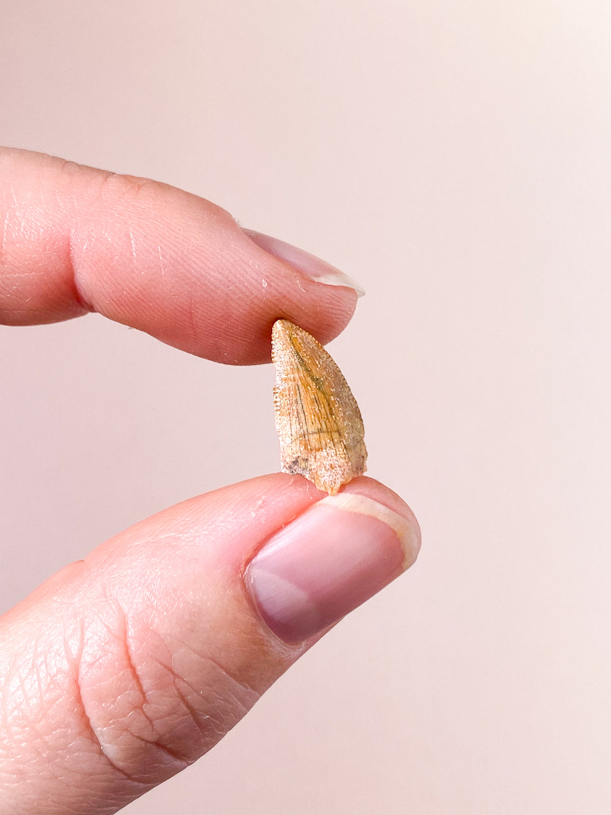 Raptor Tand Fossil (Nr. 13)