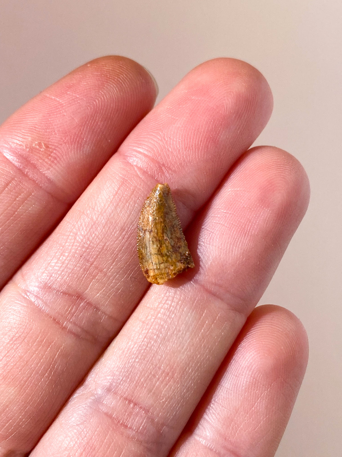 Raptor Tand Fossil (Nr. 14)