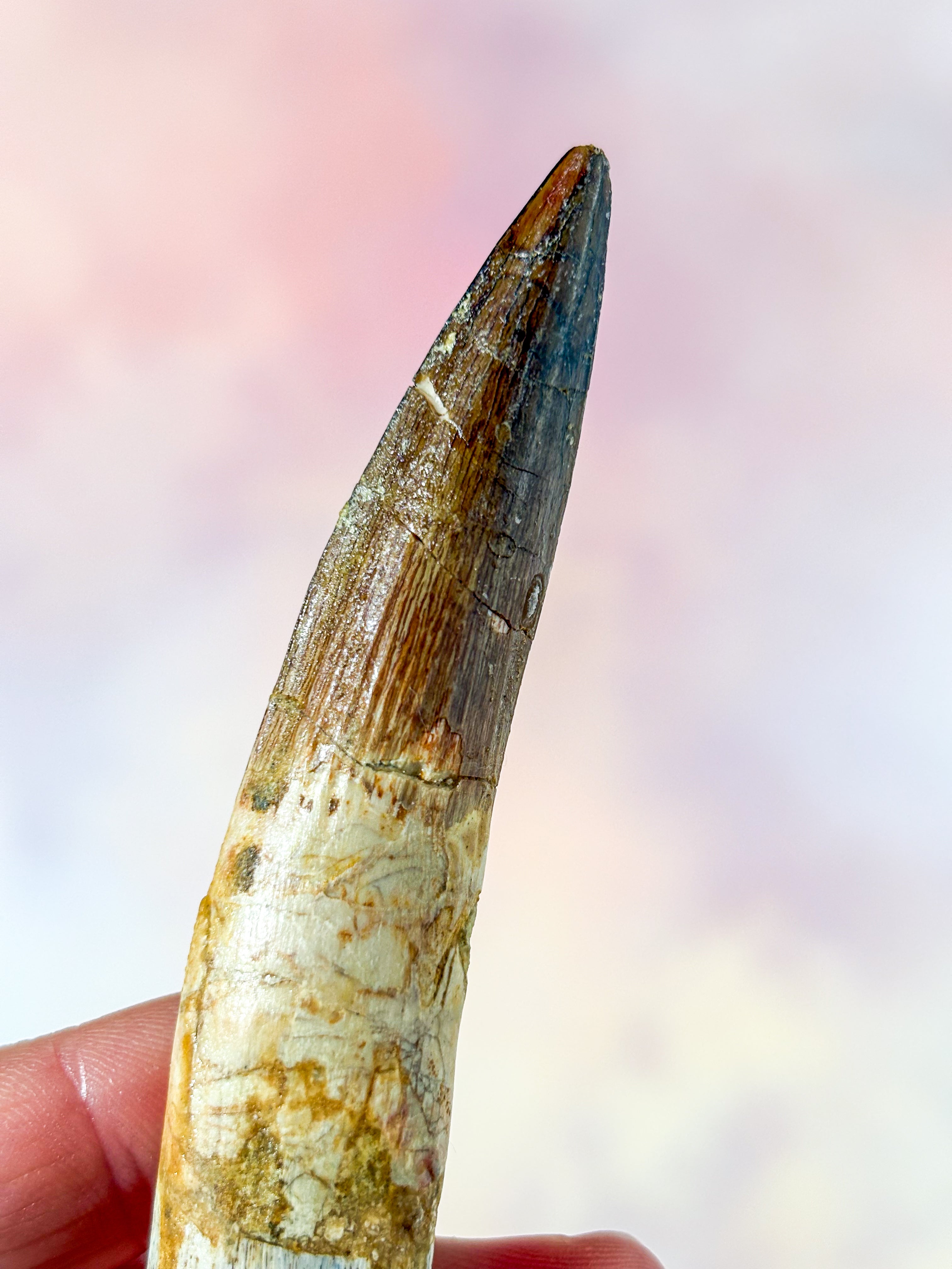 Spinosaurus tandfossil (nr 3)