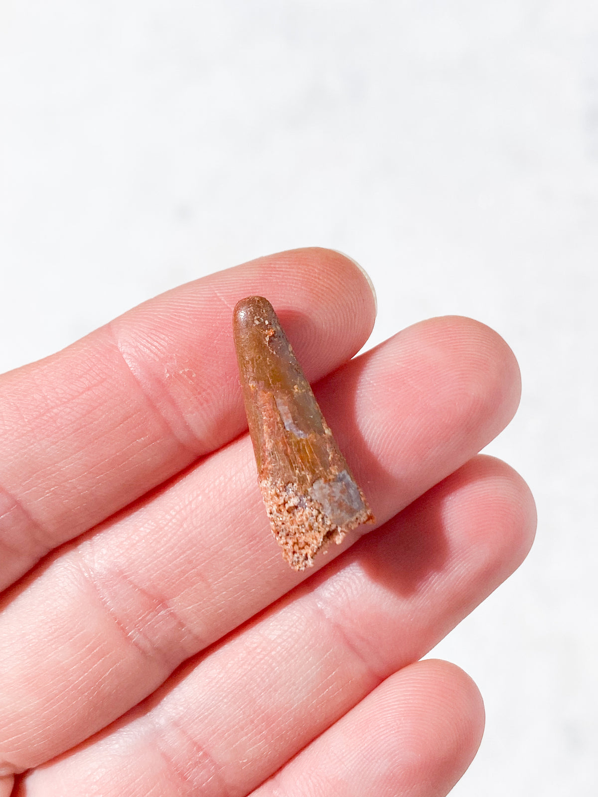 Pterosaur Tand Fossil (Nr. 1) Flyveøgle
