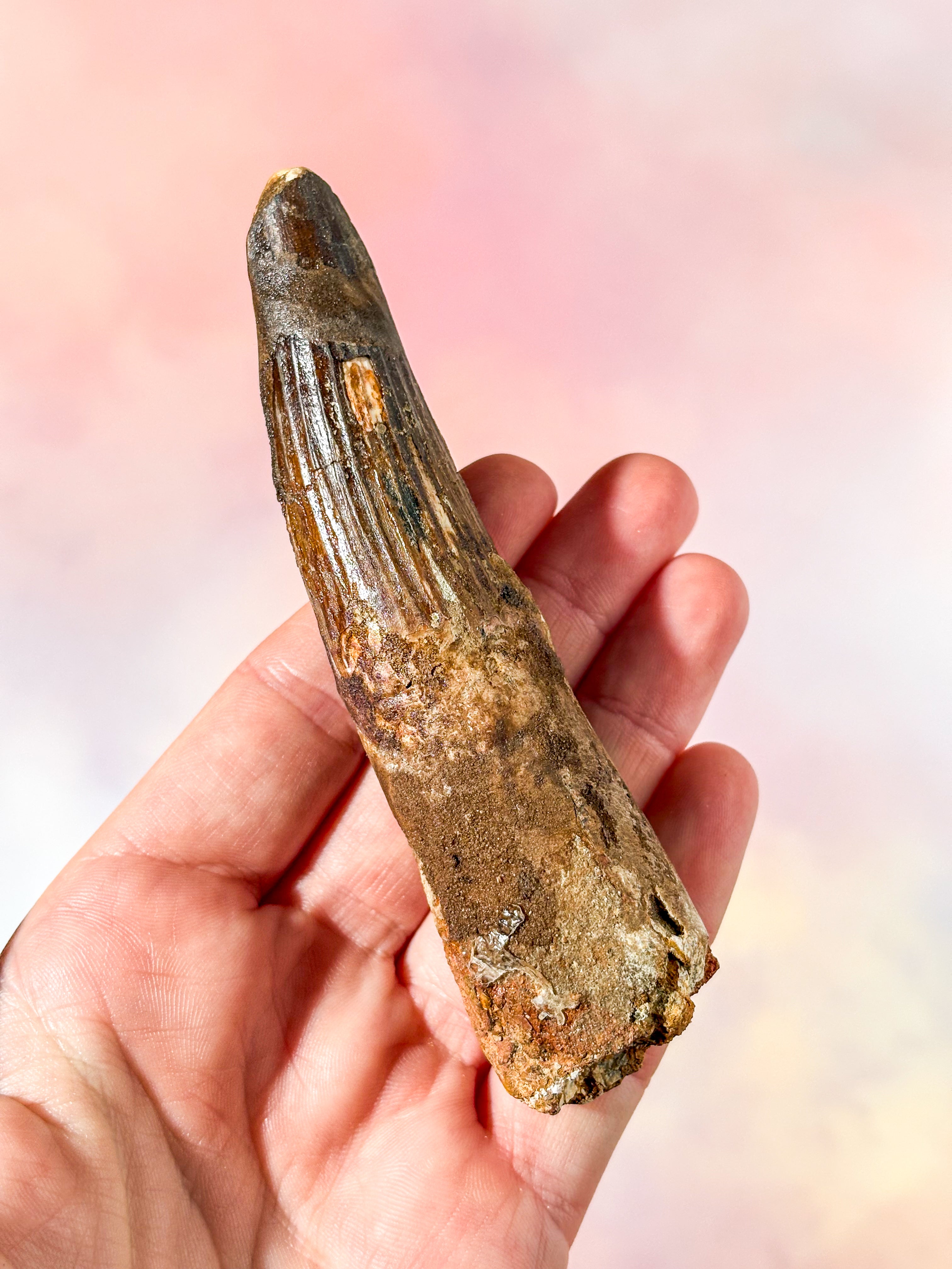 Spinosaurus tandfossil (Nr. 4)
