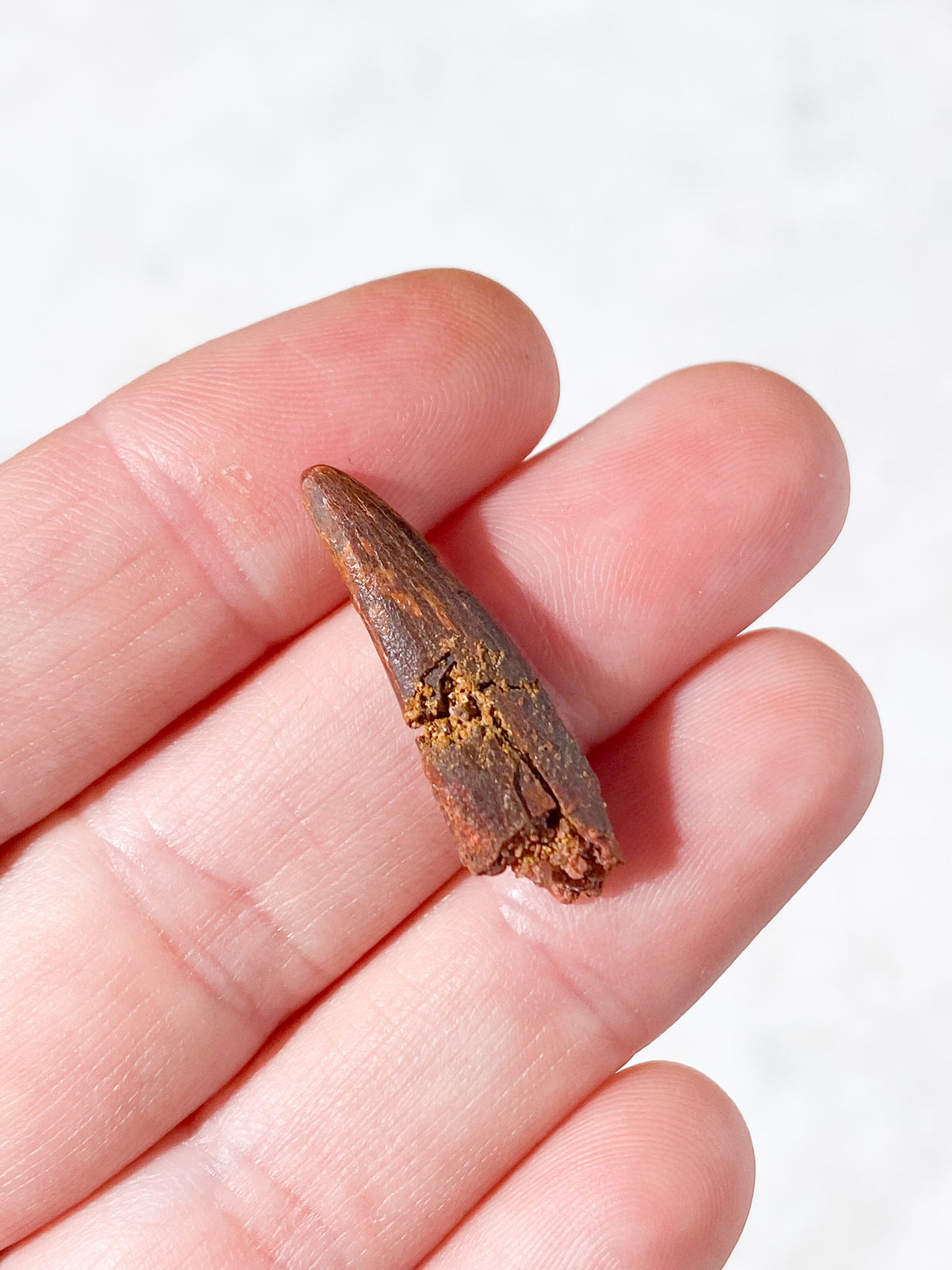Pterosaur Tand Fossil (Nr. 6) Flyveøgle