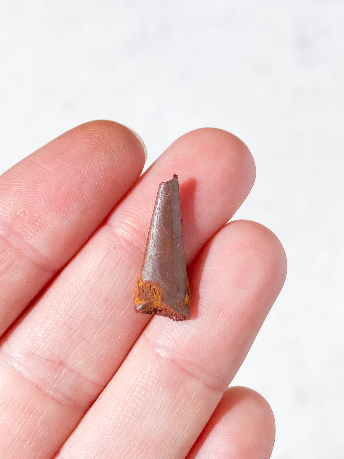Pterosaur Tand Fossil (Nr. 8) Flyveøgle