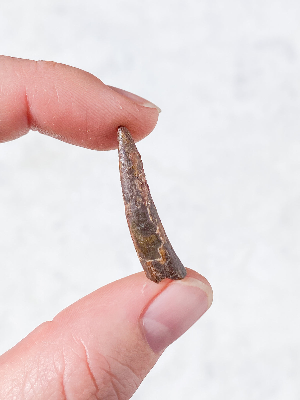 Pterosaur Tand Fossil (Nr. 9) Flyveøgle