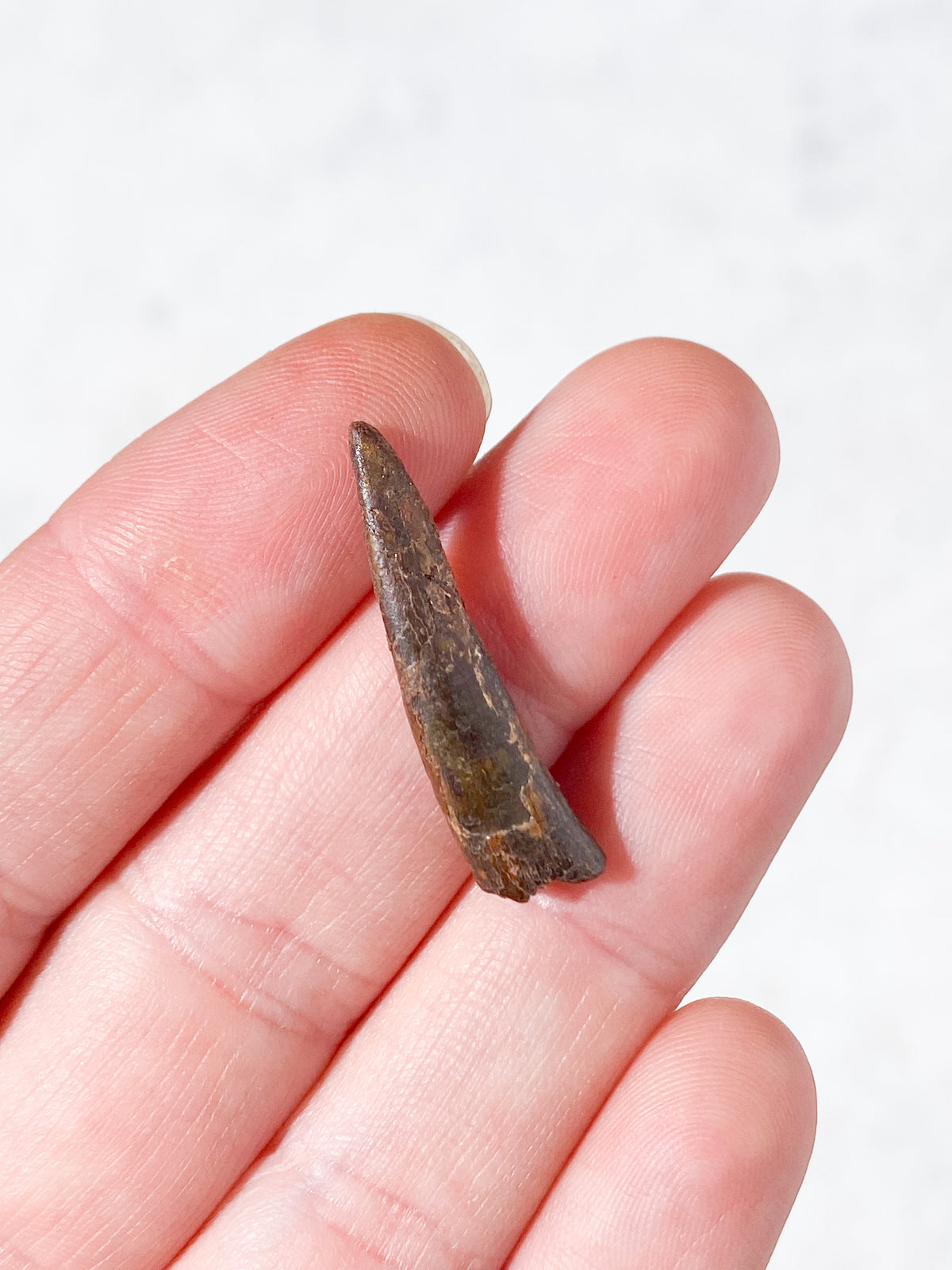 Pterosaur Tand Fossil (Nr. 9) Flyveøgle