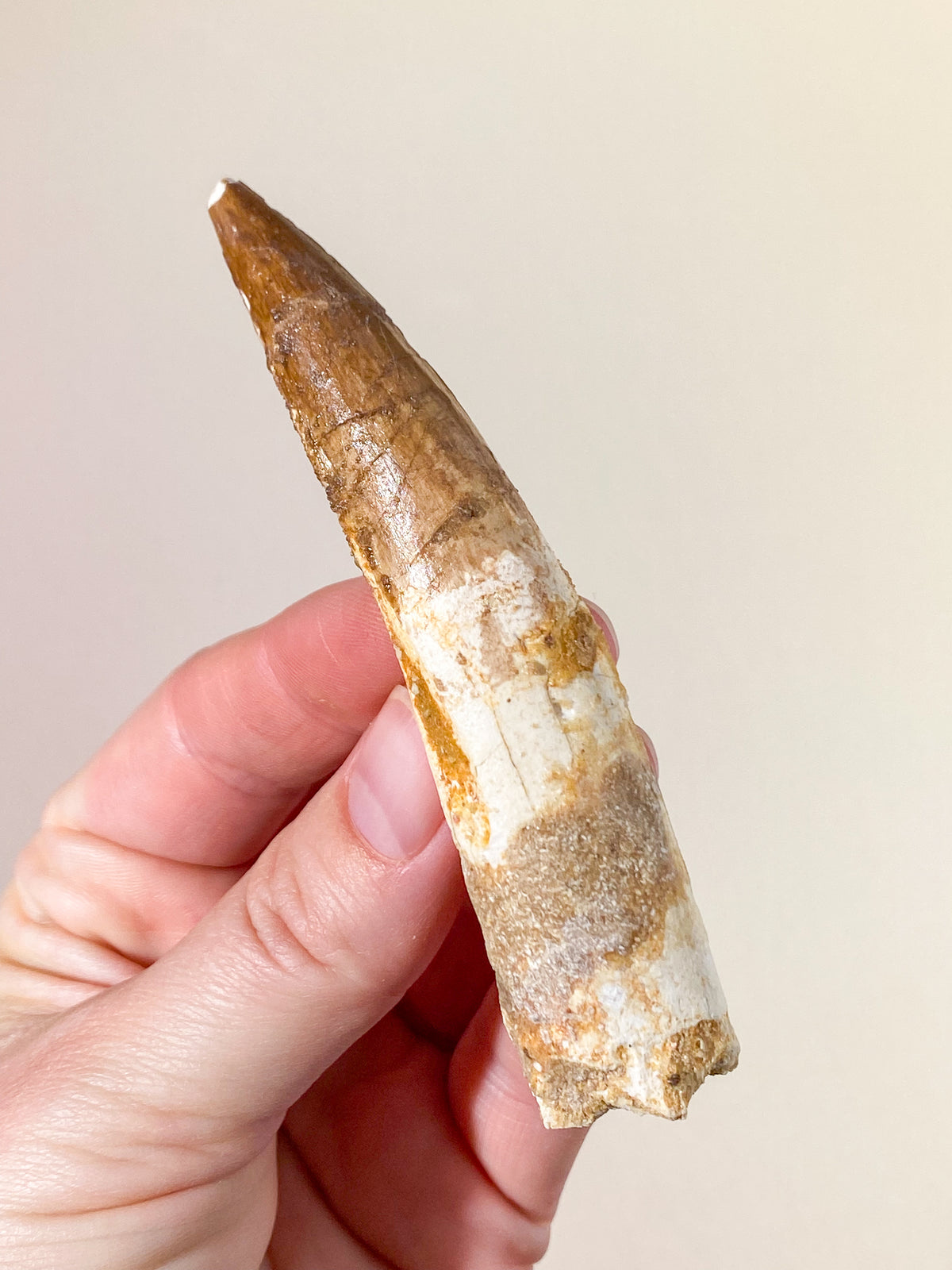 Spinosaurus Tand Fossil (Nr. 11)