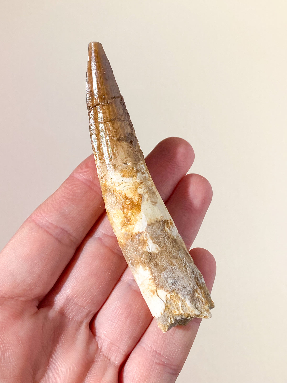 Spinosaurus Tand Fossil (Nr. 11)