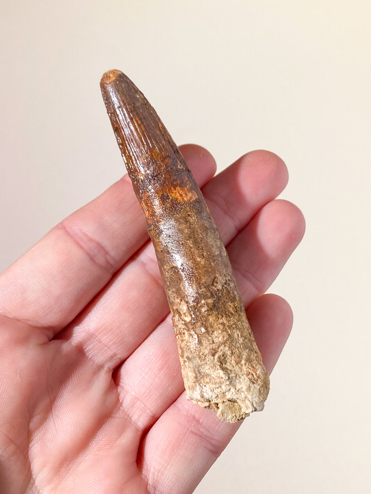 Spinosaurus Tand Fossil (Nr. 12)