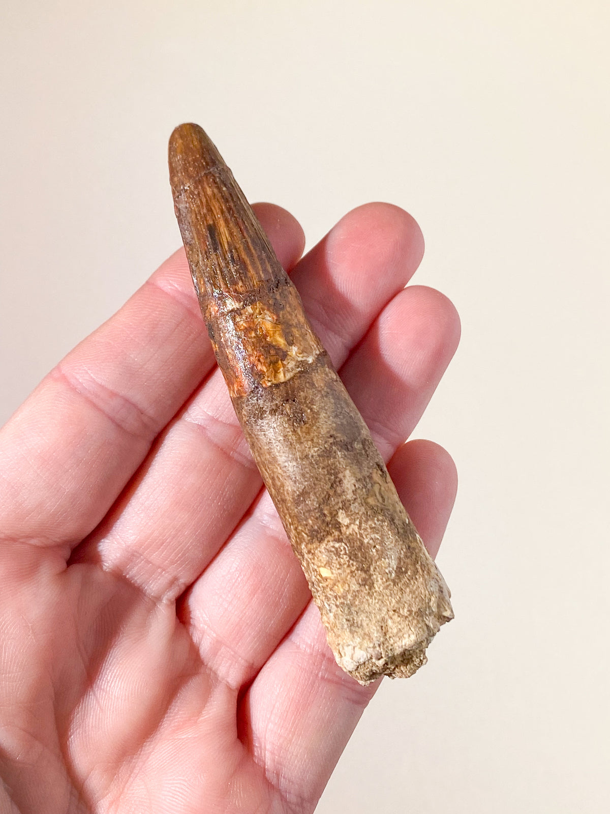Spinosaurus Tand Fossil (Nr. 12)