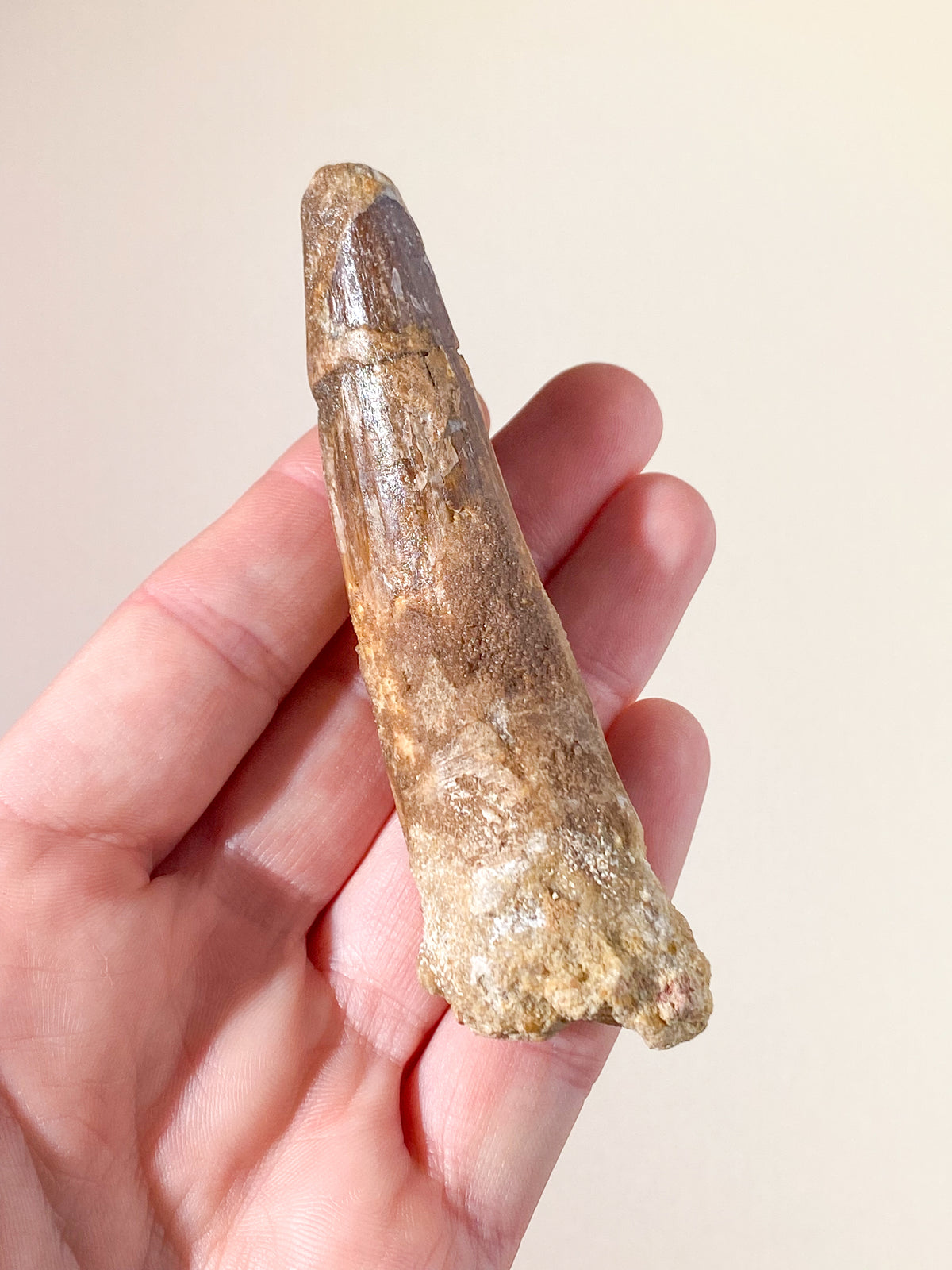 Spinosaurus Tand Fossil (Nr. 13)