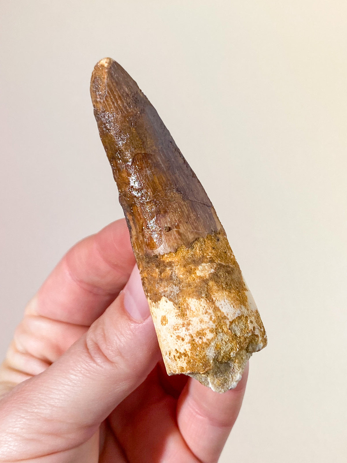 Spinosaurus Tand Fossil (Nr. 18)