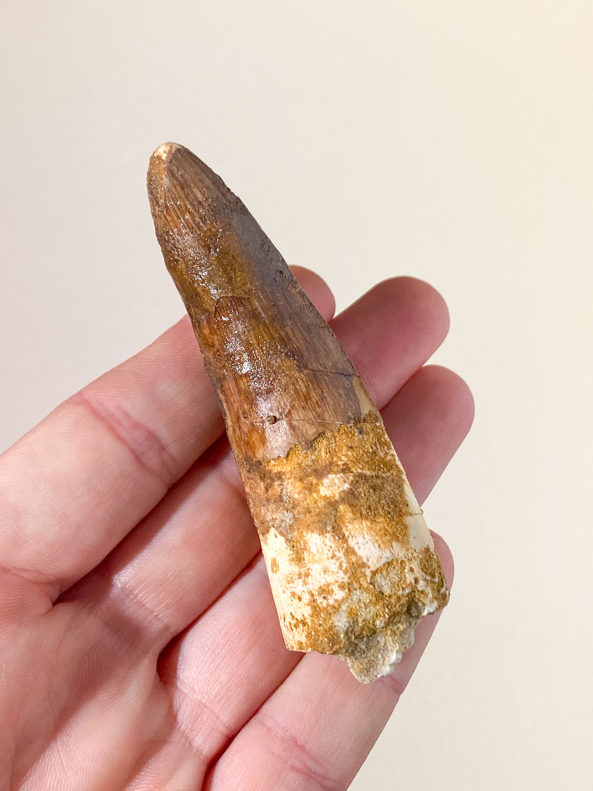 Spinosaurus Tand Fossil (Nr. 18)