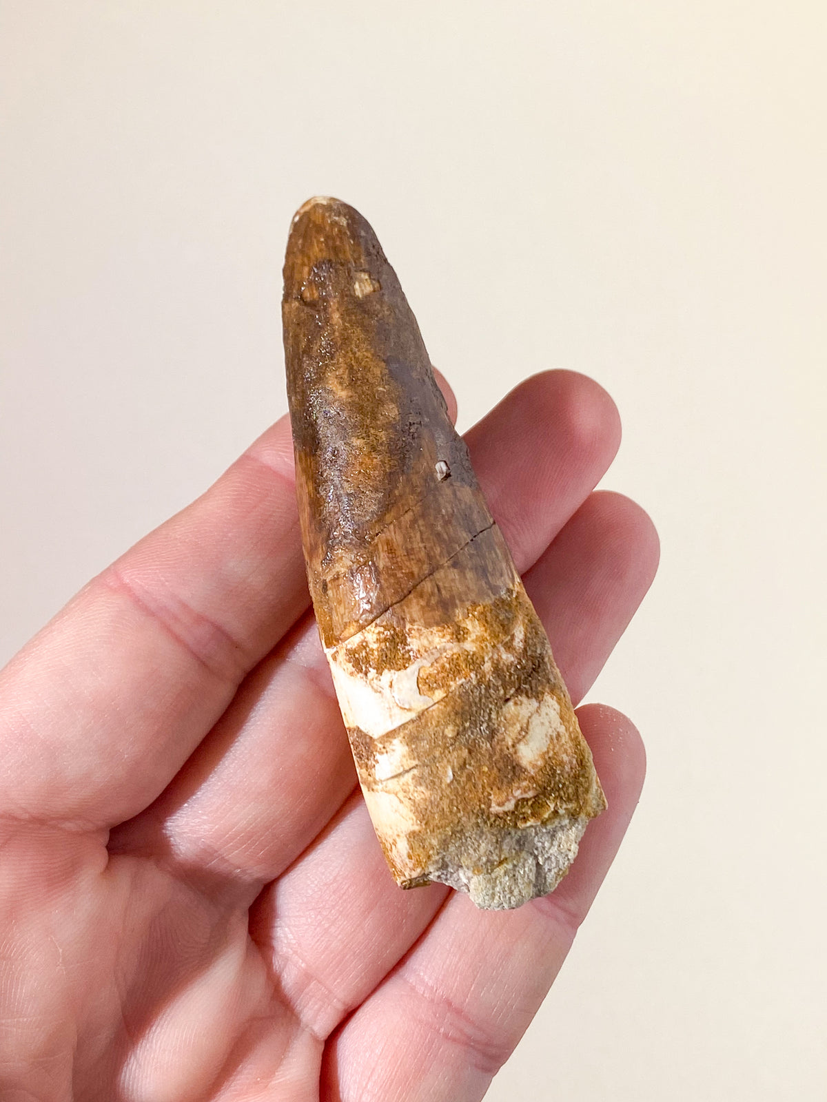 Spinosaurus Tand Fossil (Nr. 18)
