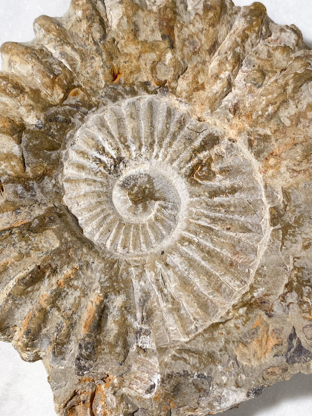 Ammonitfossil (Nr 14)
