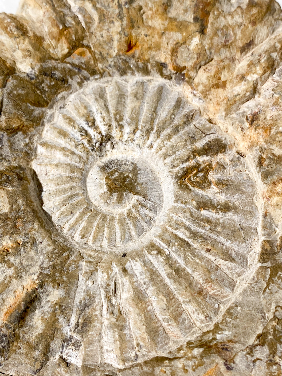 Ammonitfossil (Nr 14)