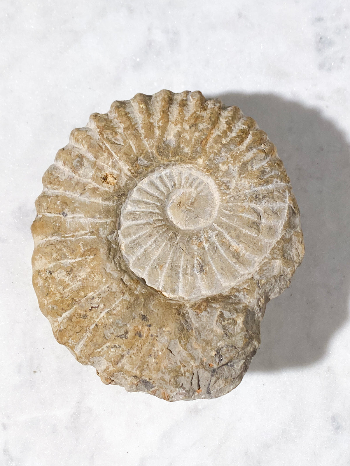 Ammonitfossil (Nr 16)