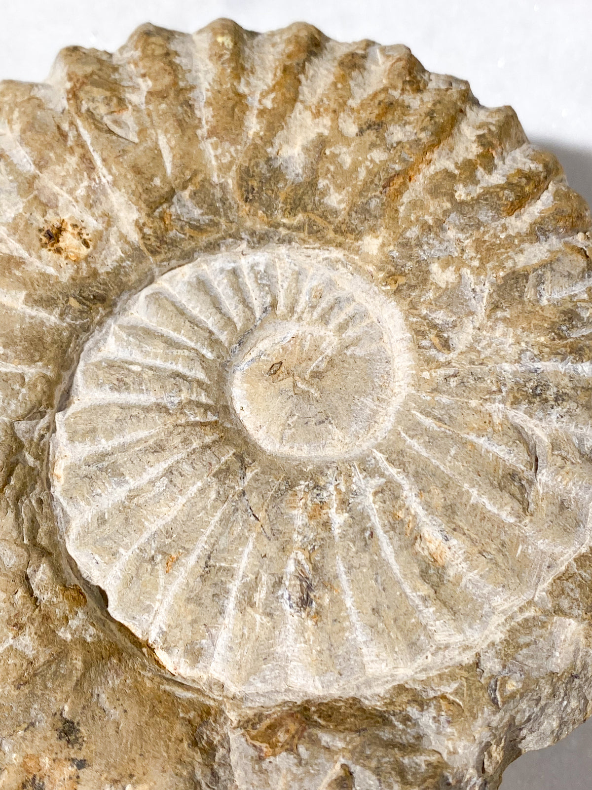 Ammonitfossil (Nr 16)