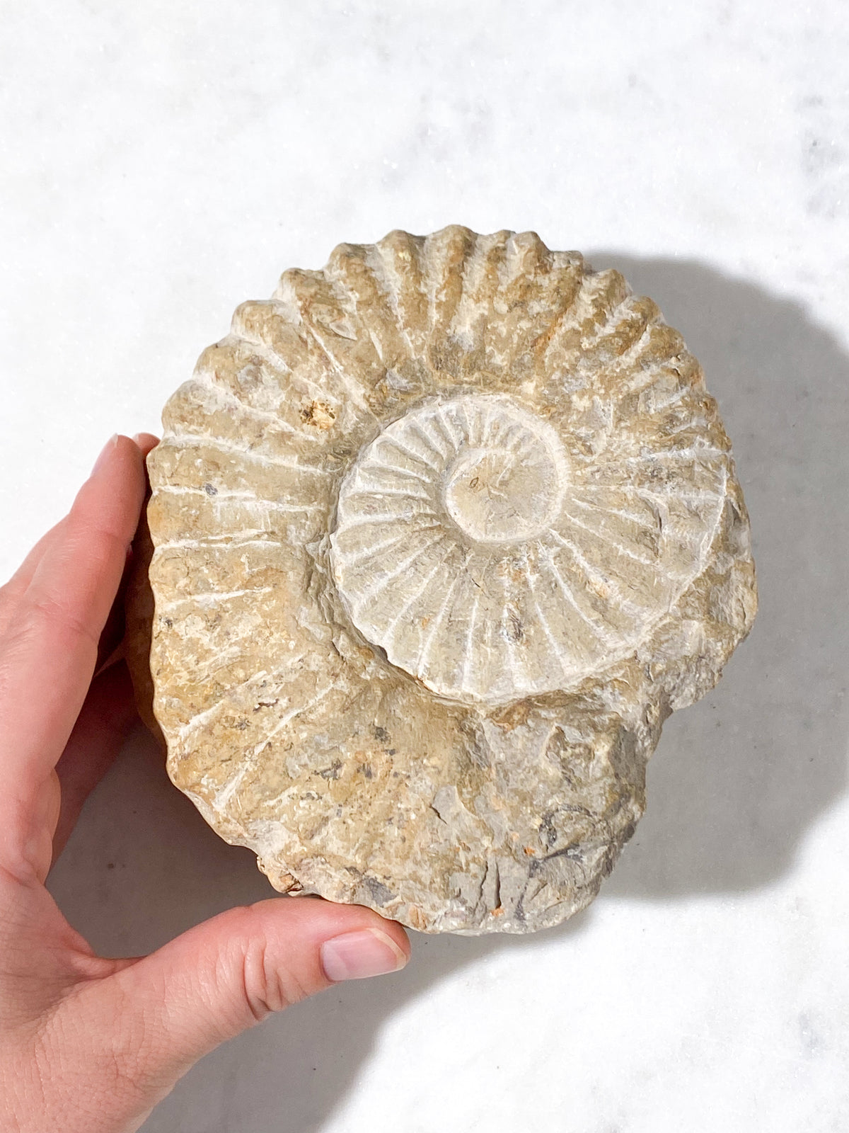 Ammonitfossil (Nr 16)