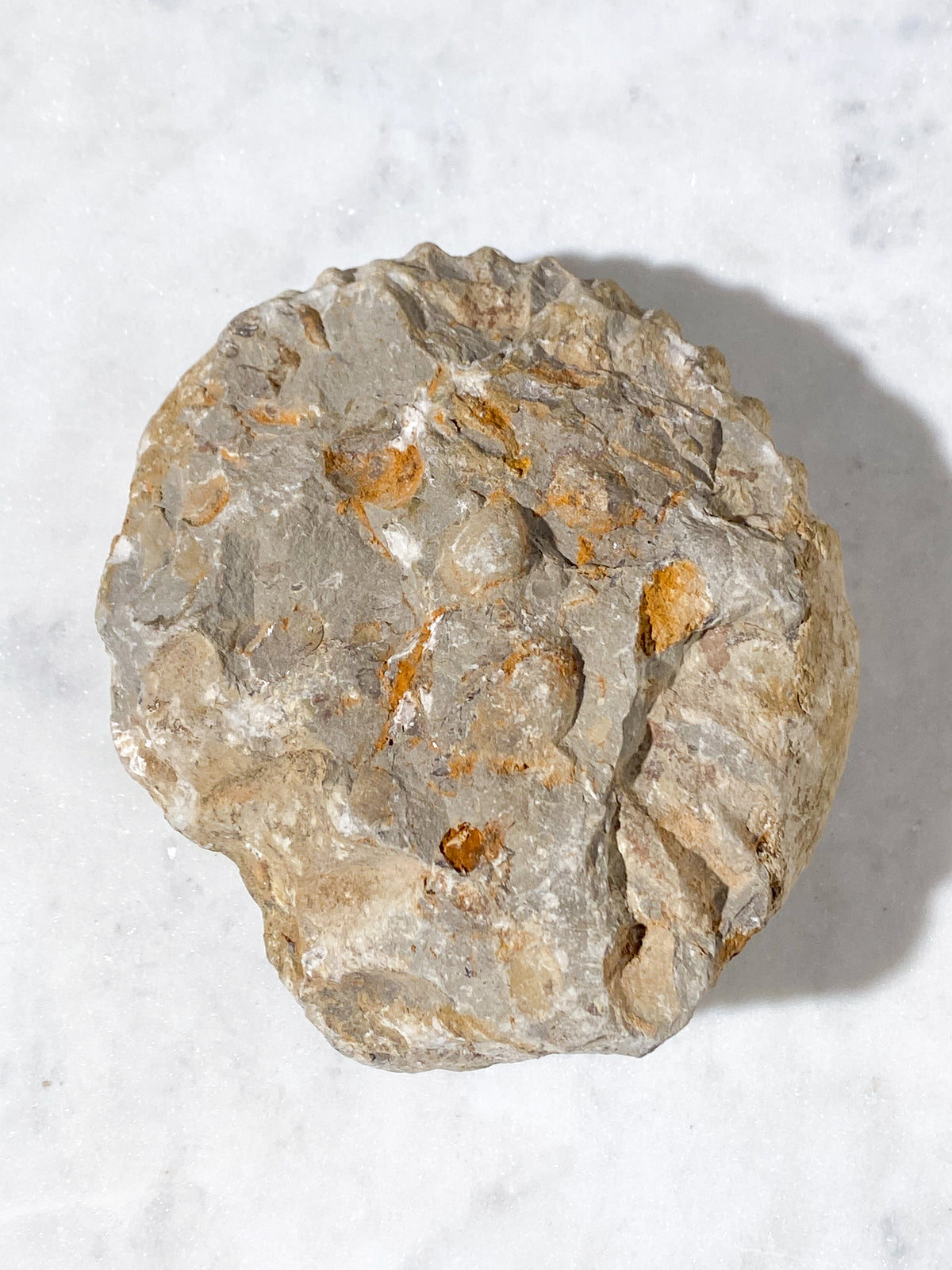 Ammonitfossil (Nr 16)