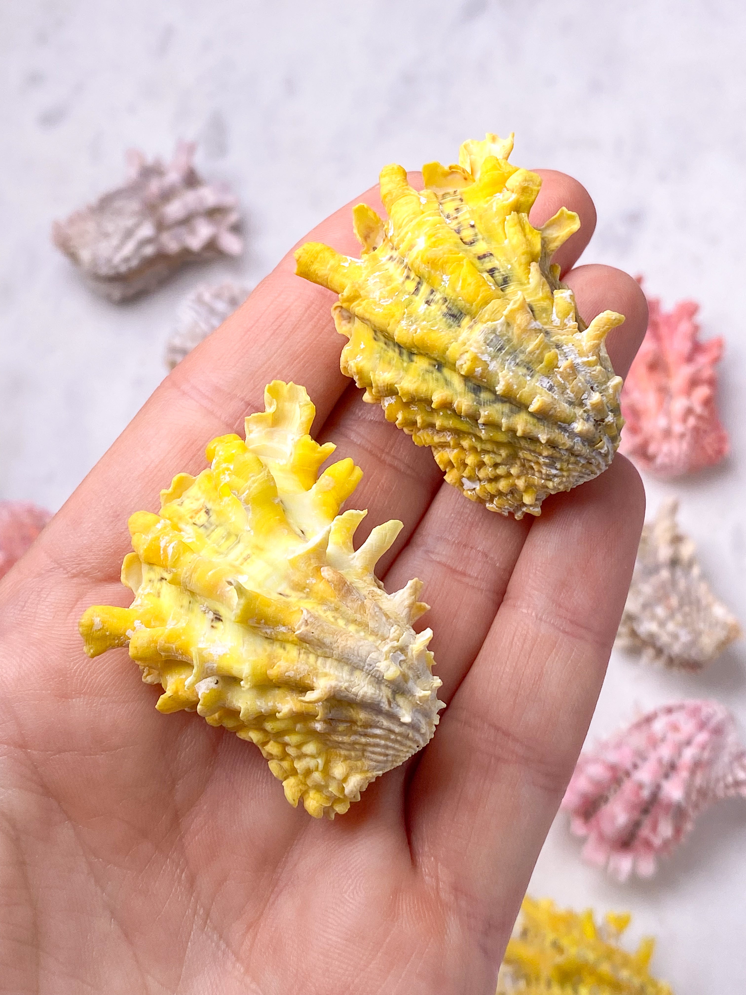 Cardita Crassicosta - Musling fra Filippinerne
