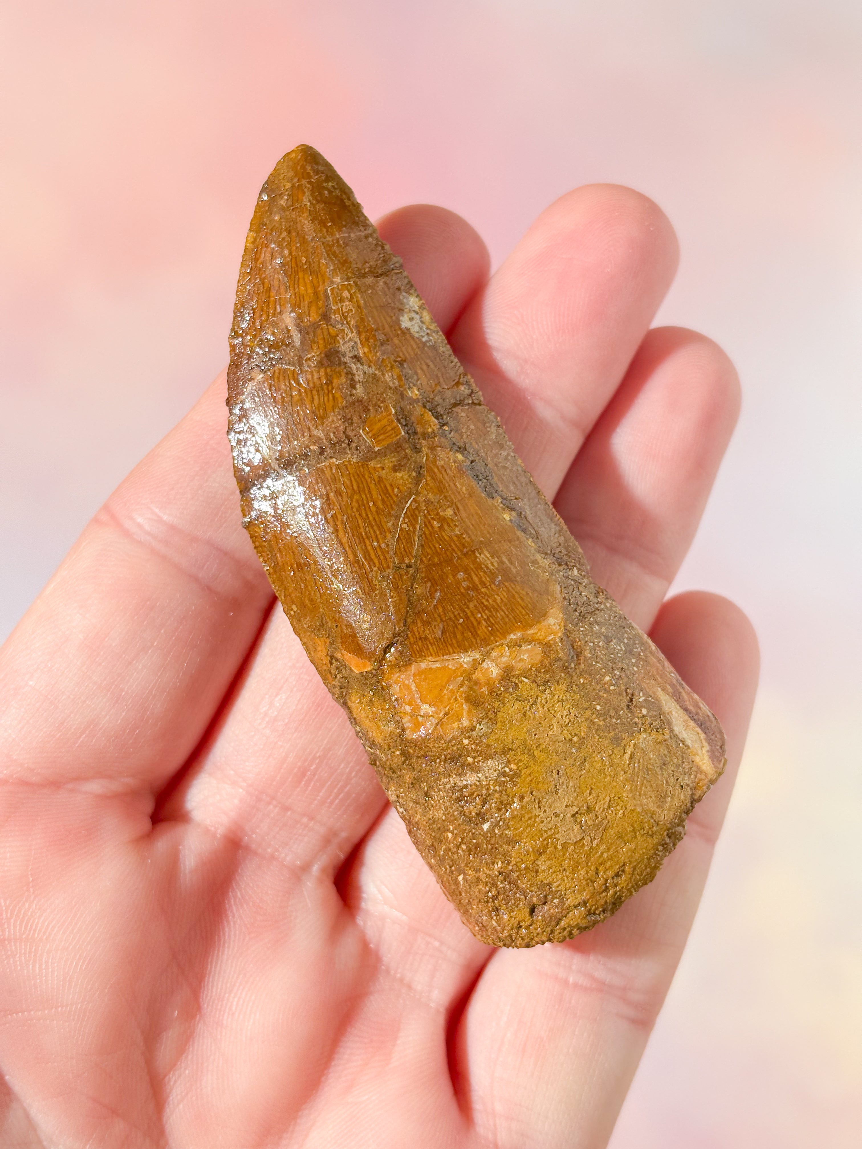 Stor Carcharodontosaurus tandfossil (nr 2)