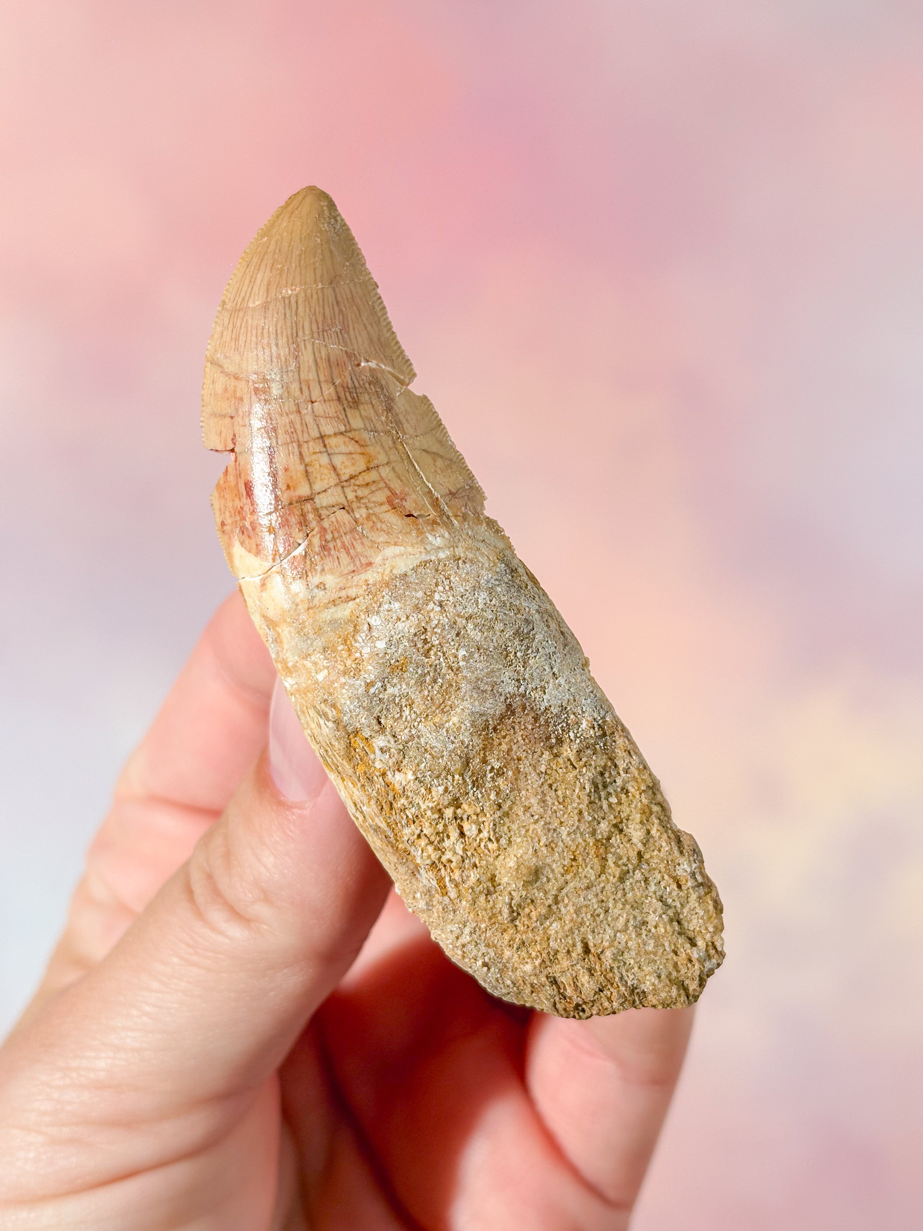 Stor Carcharodontosaurus Tand Fossil (Nr. 4)