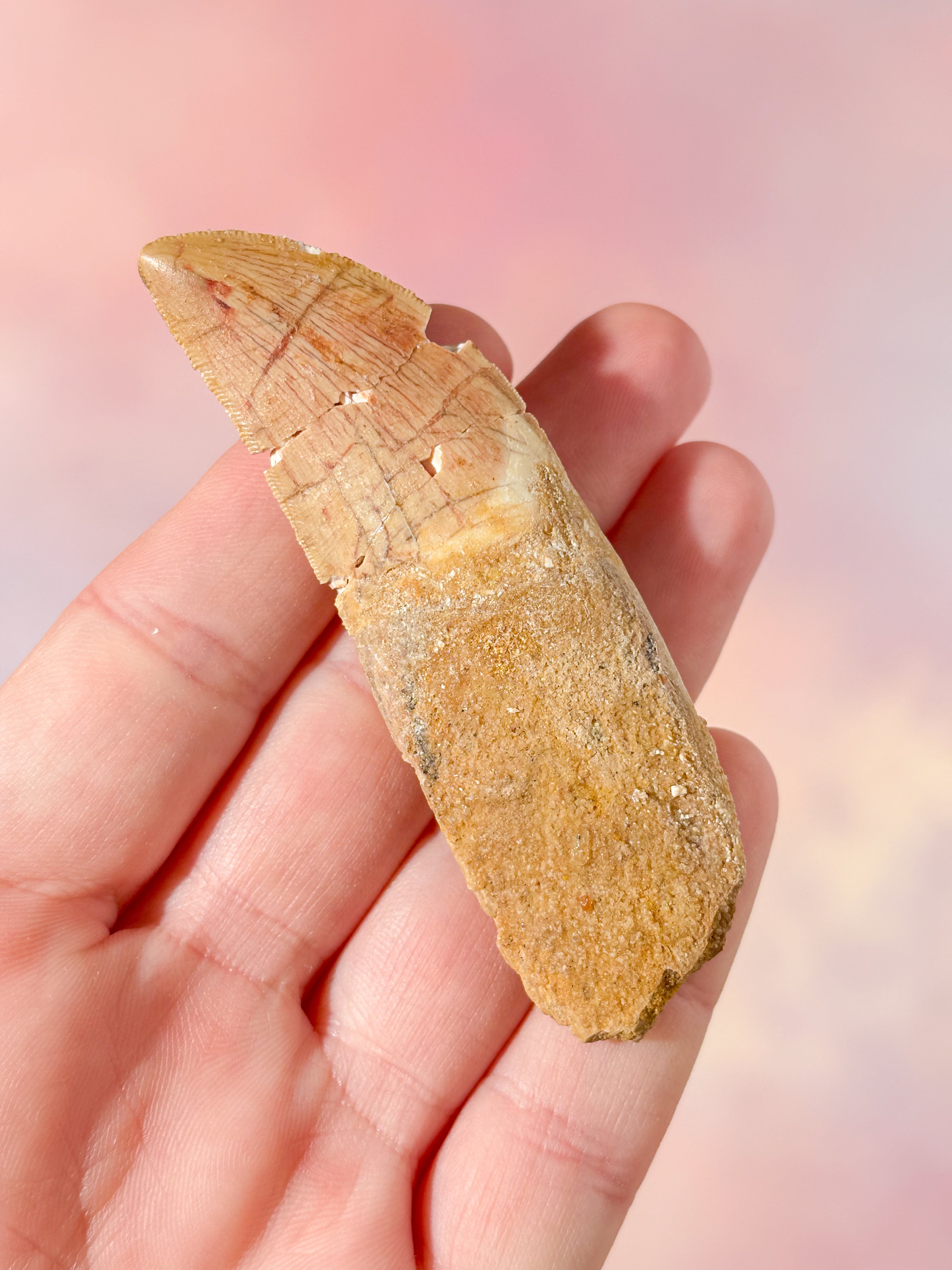 Stor Carcharodontosaurus Tand Fossil (Nr. 4)