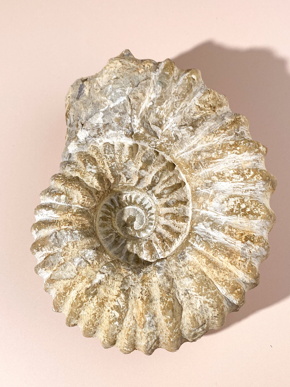 Stort ammonitfossil (nr 22)