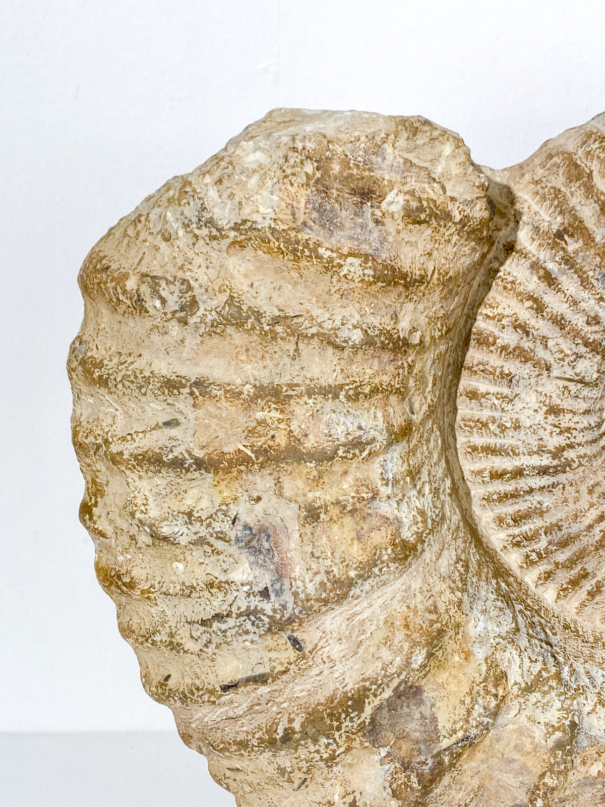 XXL KÆMPE Ammonit Fossil | 30+ kg.