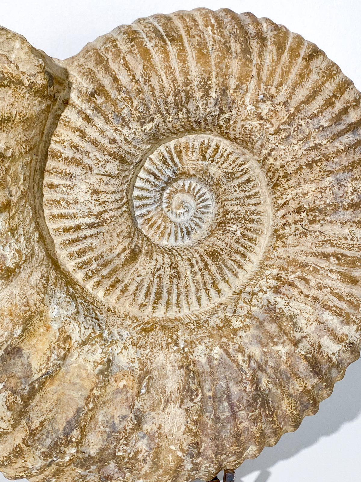 XXL KÆMPE Ammonit Fossil | 30+ kg.