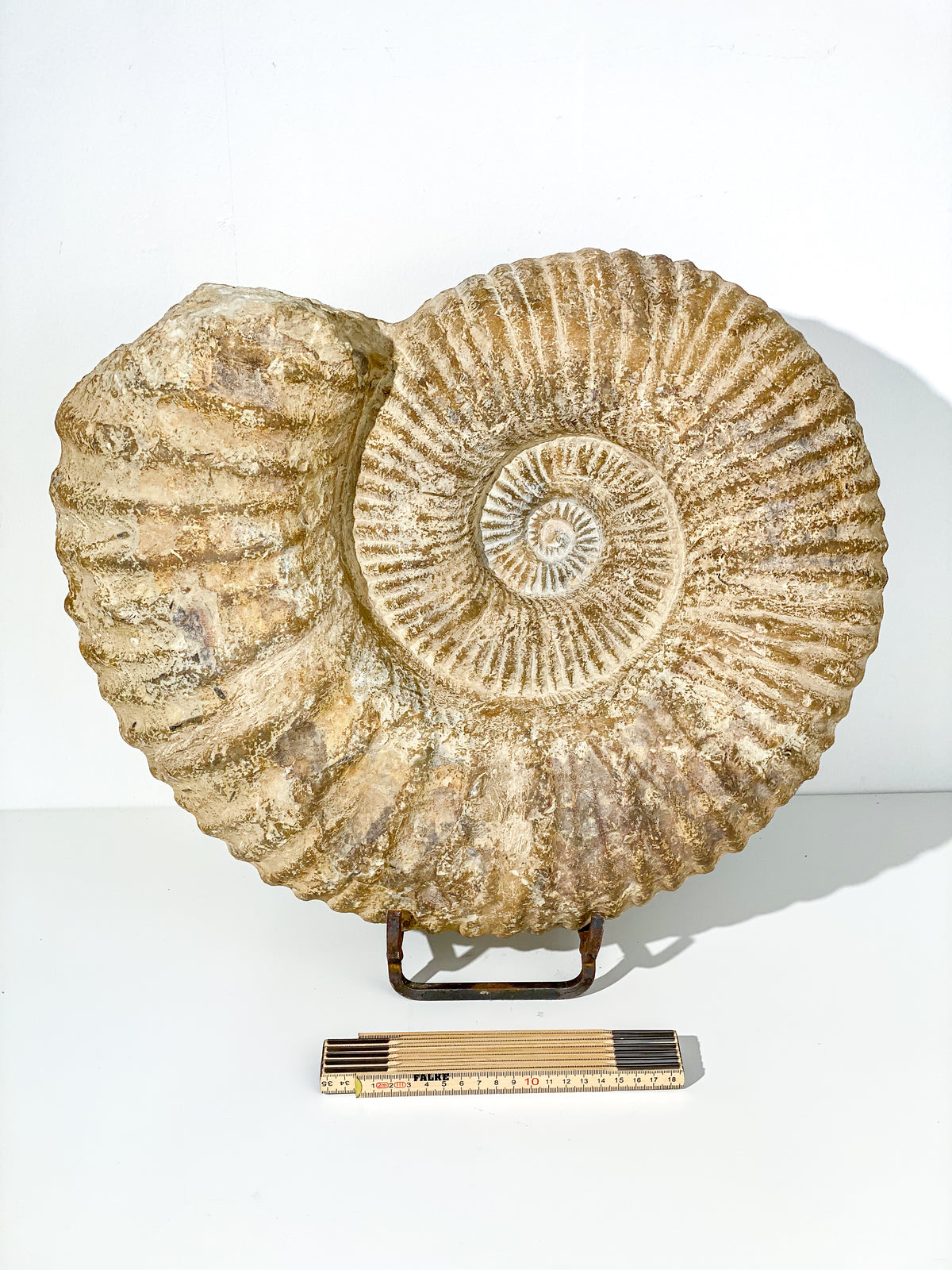 XXL KÆMPE Ammonit Fossil | 30+ kg.