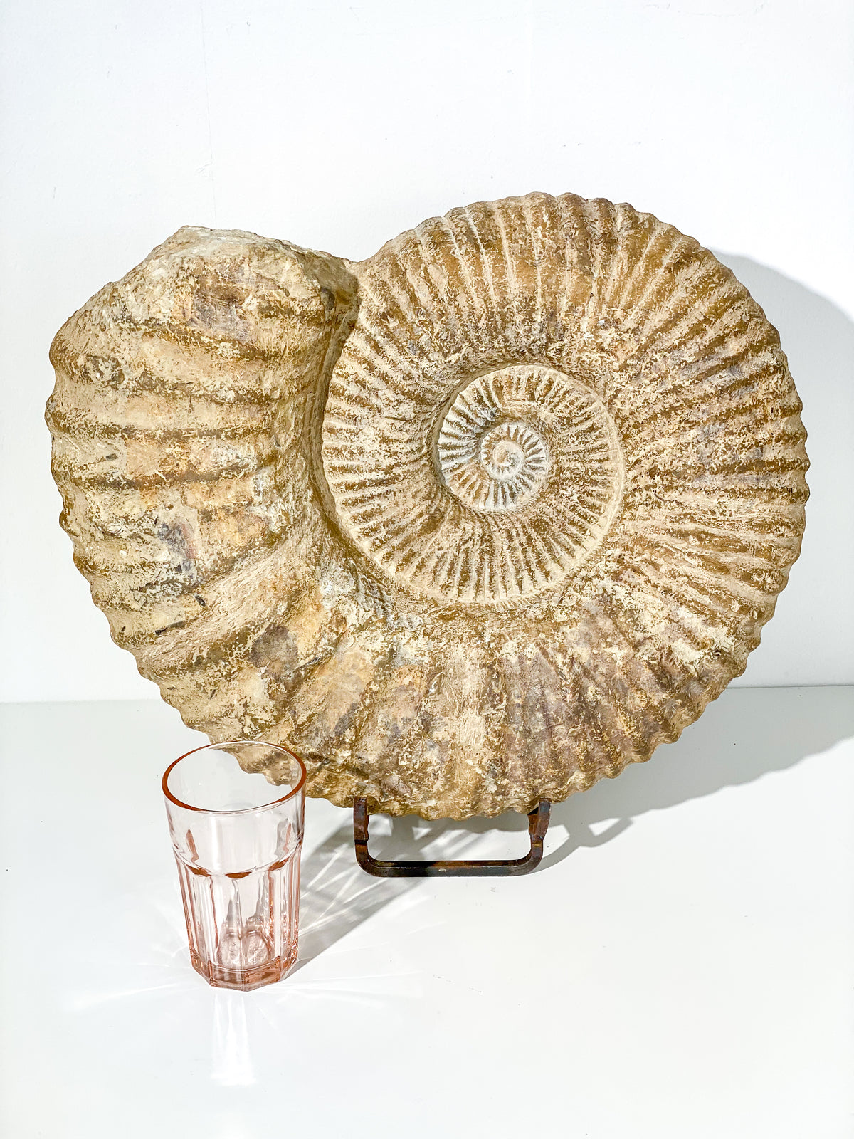 XXL KÆMPE Ammonit Fossil | 30+ kg.