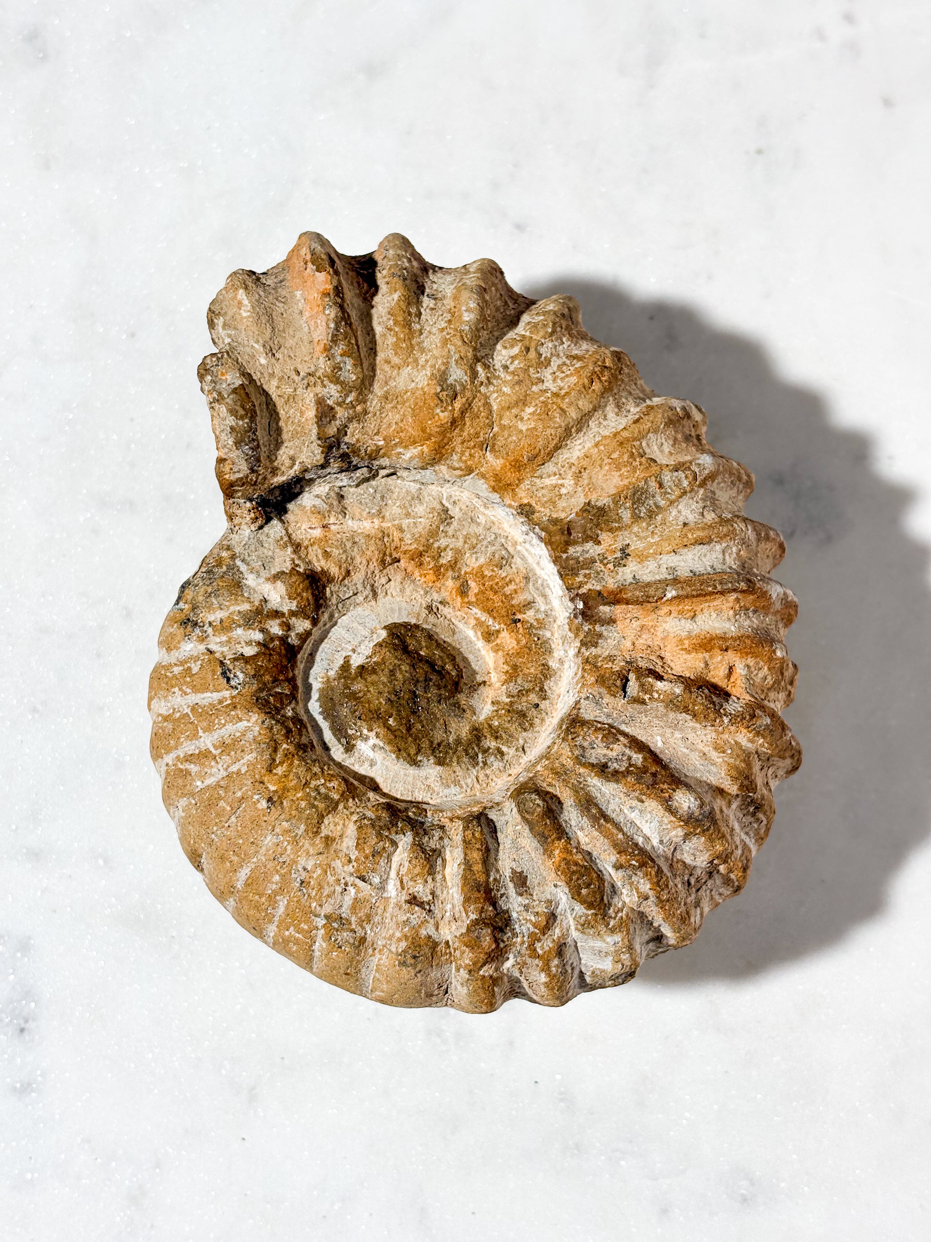Stor Ammonit Fossil (Nr. 2)