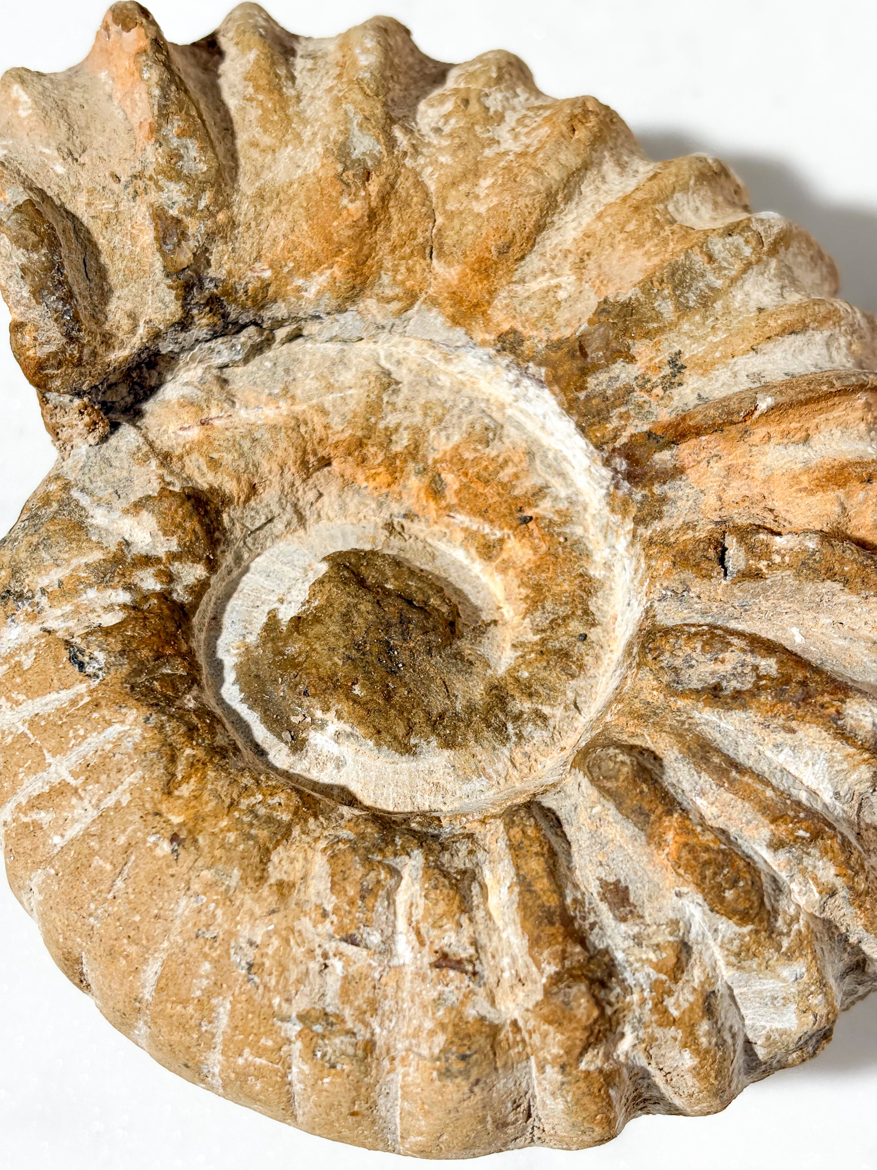 Stor Ammonit Fossil (Nr. 2)