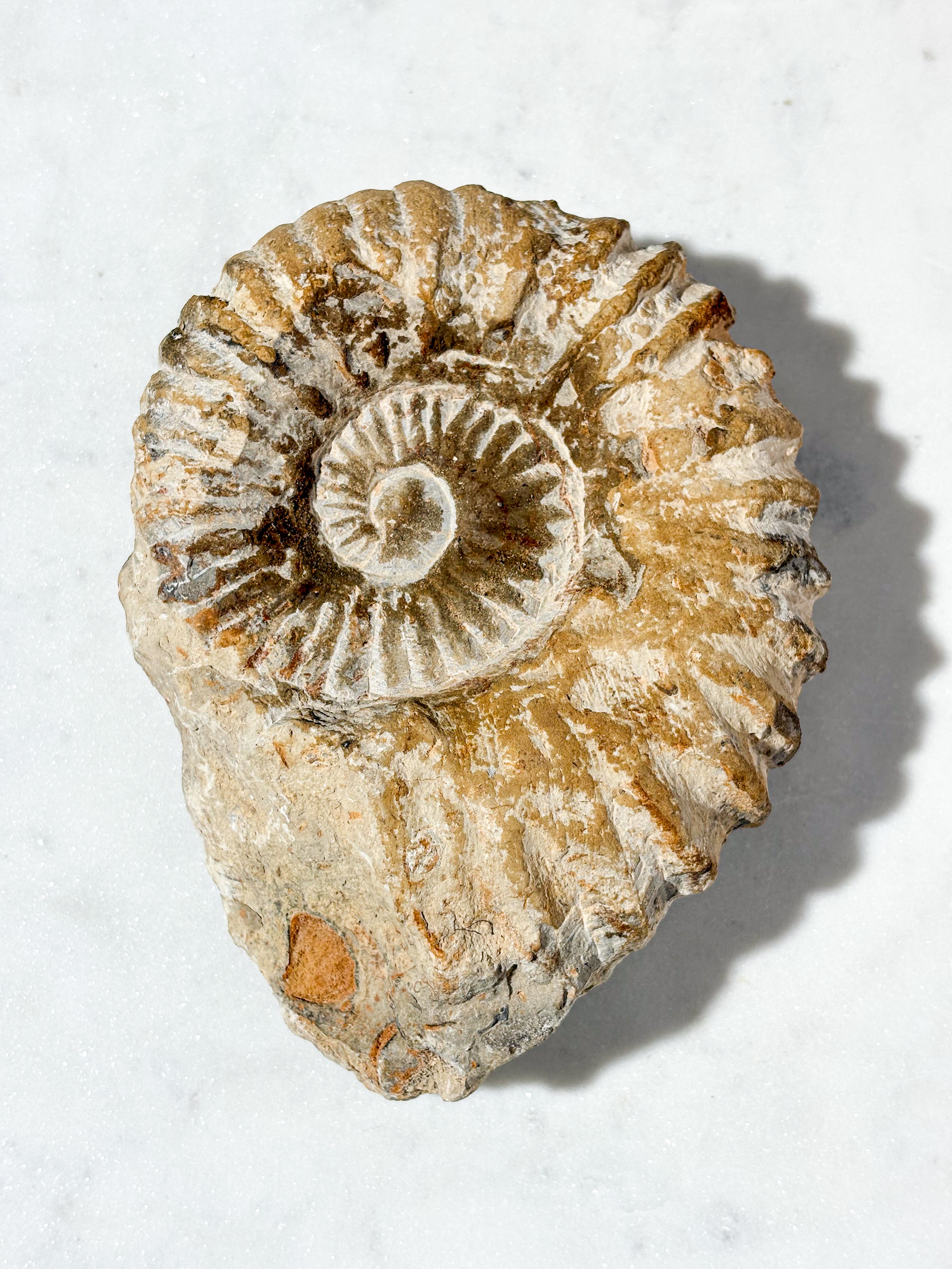 Stor Ammonitfossil (Nr. 3)