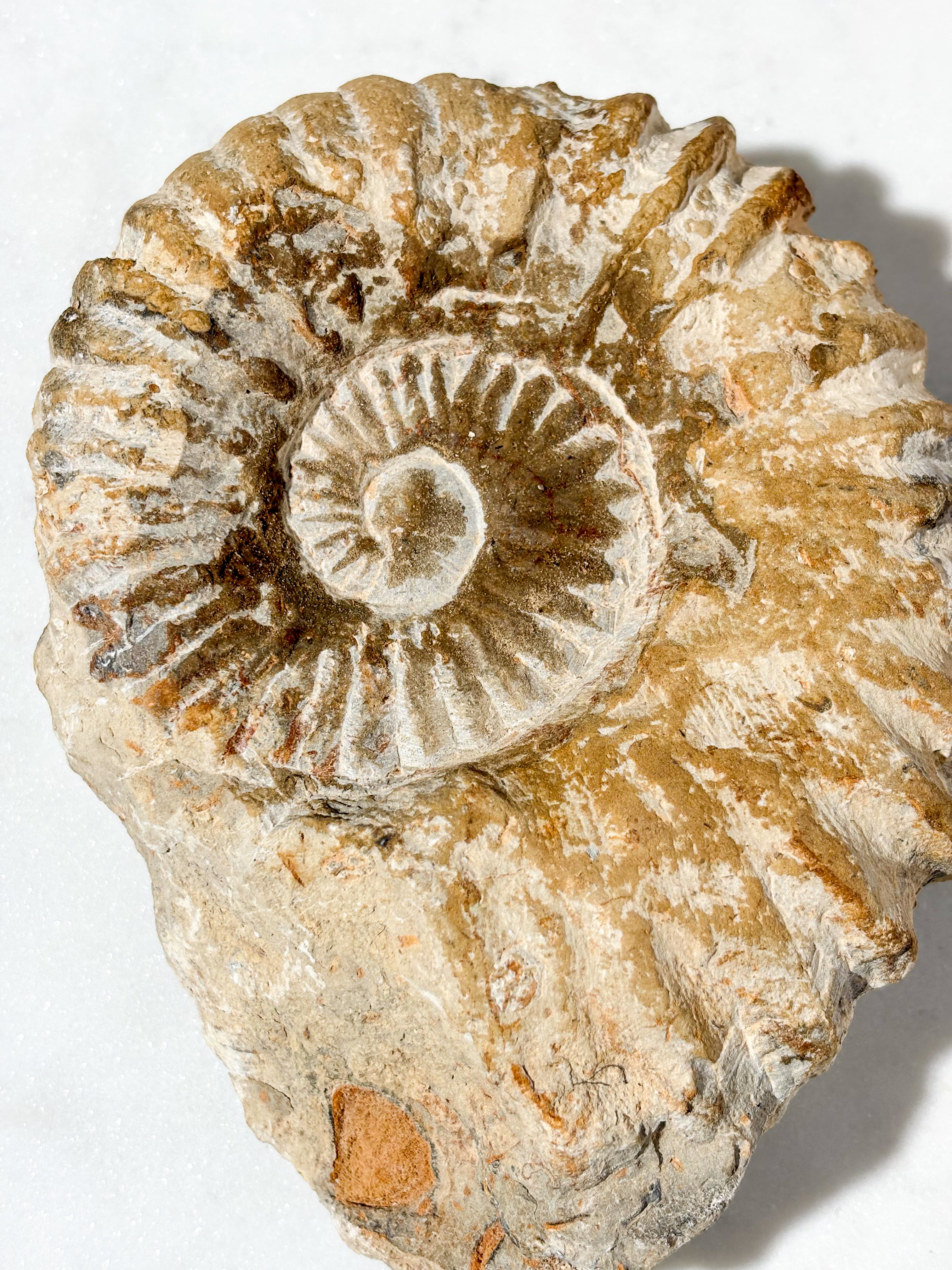 Stor Ammonitfossil (Nr. 3)